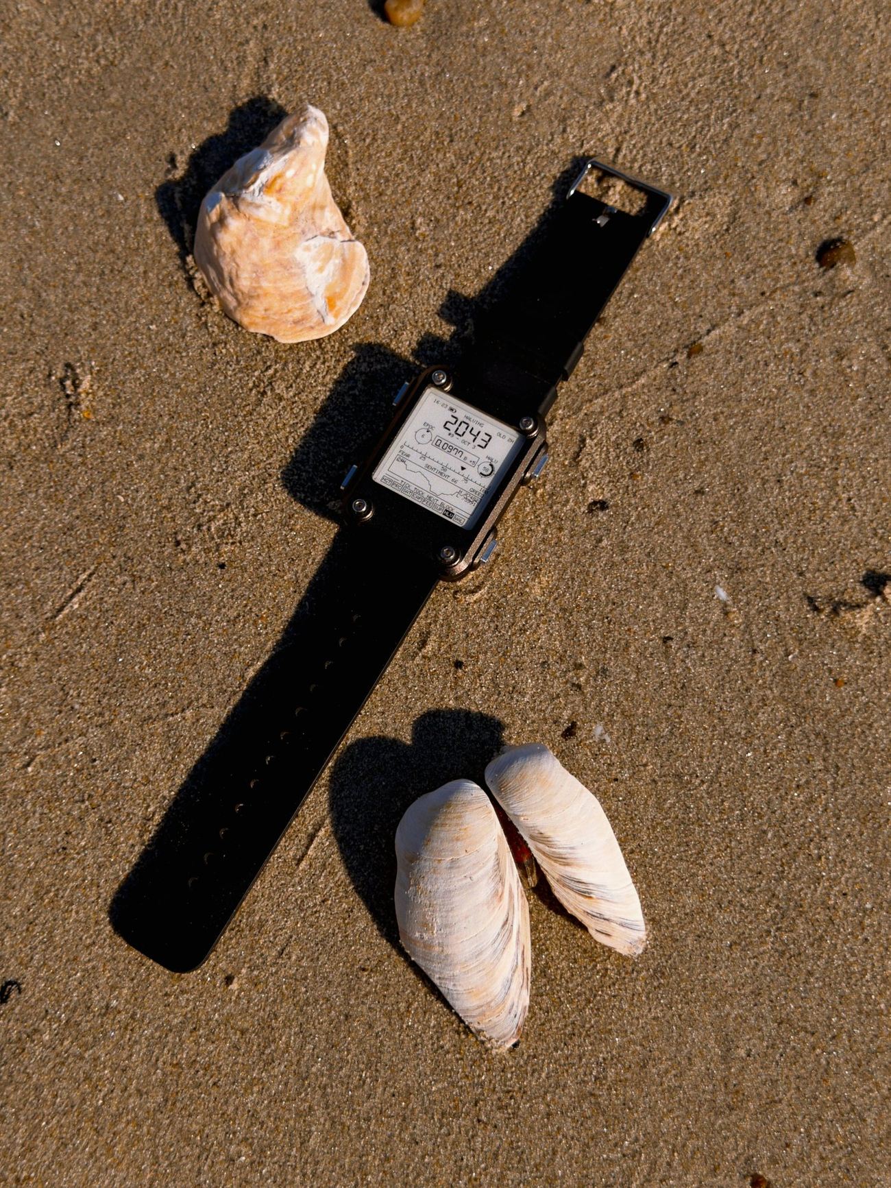 The watch on sand beside two shells